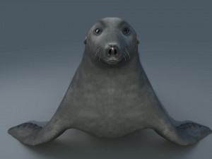 seal 3D Модель