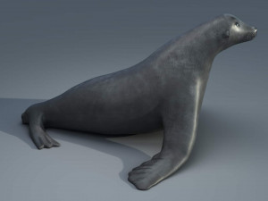 seal 3D Модель