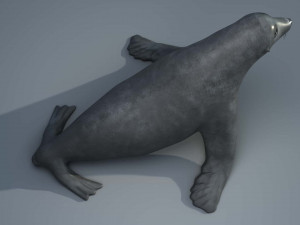 seal 3D Модель