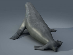 seal 3D Модель