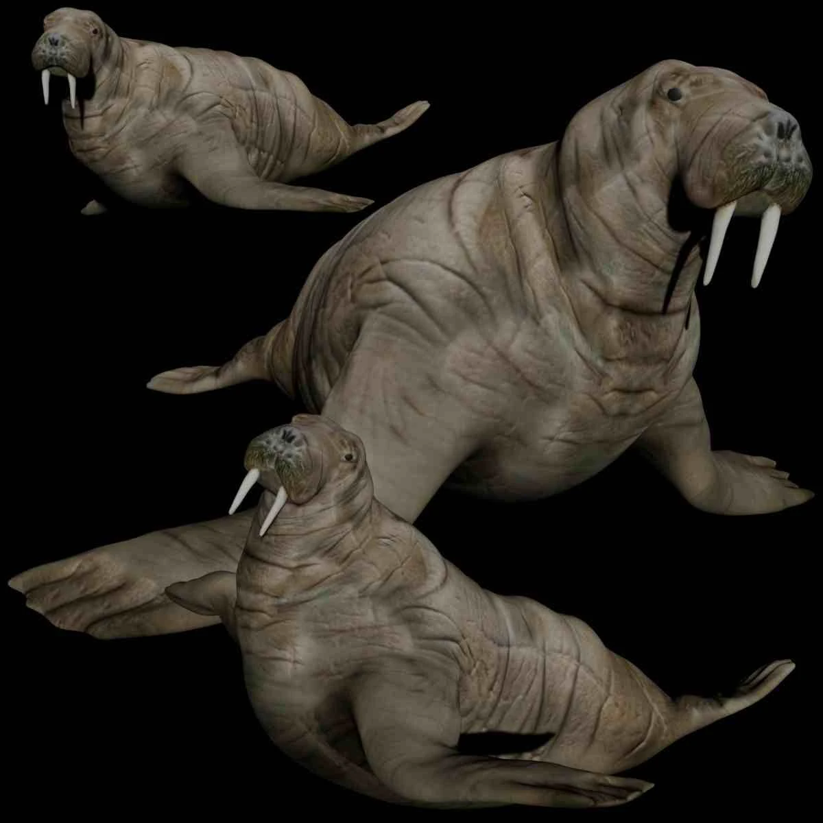 walrus sea lion sealion seal 3D Model .c4d .max .obj .3ds .fbx .stl .blend 