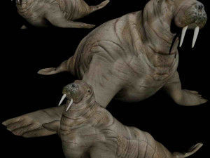 walrus sea lion sealion seal Modello 3D