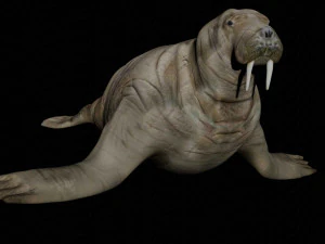 walrus sea lion sealion seal 3D Model