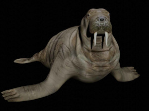 walrus sea lion sealion seal 3D Модель