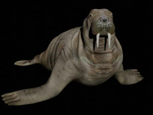 walrus sea lion sealion seal 3D Model