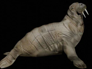 walrus sea lion sealion seal 3D Model