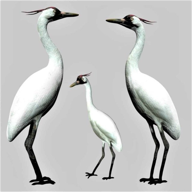 crane bird 3D Model .c4d .max .obj .3ds .fbx .stl .blend 