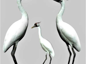 Журавль-птица 3D Модель