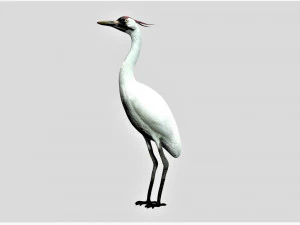 żuraw ptak Model 3D