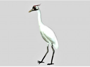 crane bird 3D Model
