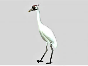 żuraw ptak Model 3D