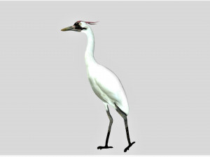 crane bird 3D Model