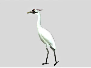 żuraw ptak Model 3D