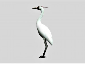 crane bird 3D Model