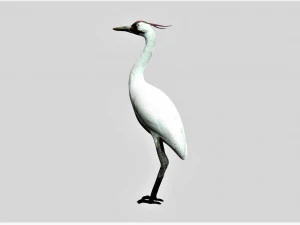 żuraw ptak Model 3D