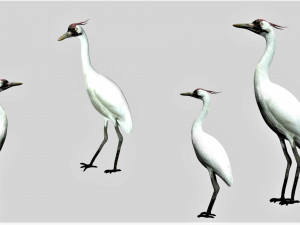 crane bird 3D Model