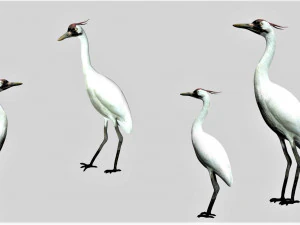 żuraw ptak Model 3D