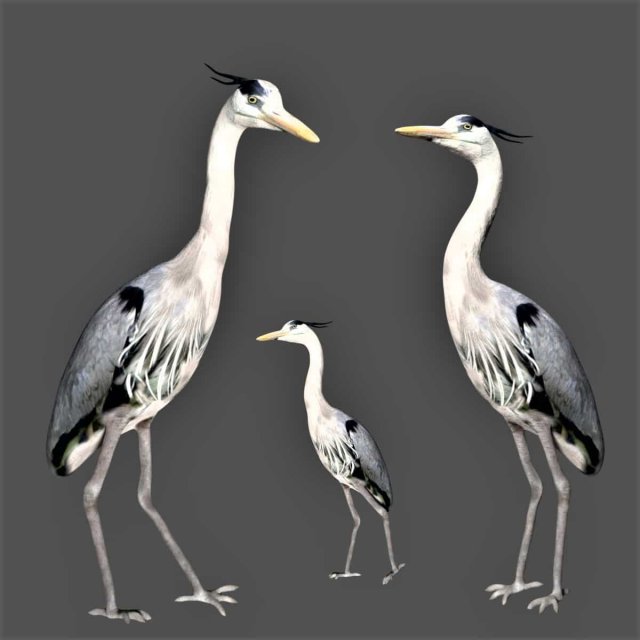 heron bird Model 3D .c4d .max .obj .3ds .fbx .stl .blend 