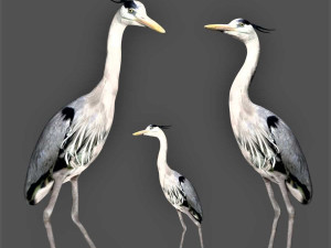 heron bird 3D Model