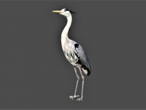 heron bird Model 3D