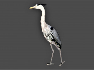 heron bird Model 3D