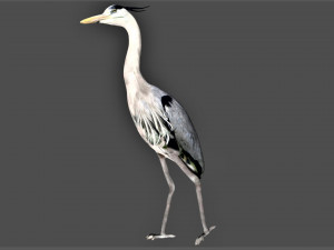 heron bird Model 3D