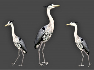 heron bird Model 3D
