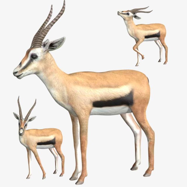 gazelle deer reindeer stag Model 3D .c4d .max .obj .3ds .fbx .stl .blend 