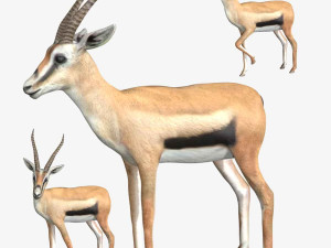 gazelle deer reindeer stag 3D Model