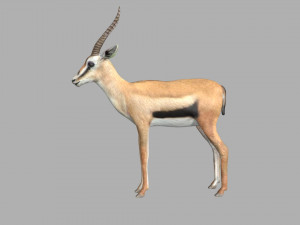gazelle deer reindeer stag Model 3D