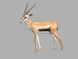 gazelle deer reindeer stag Model 3D
