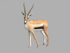 gazelle deer reindeer stag Model 3D