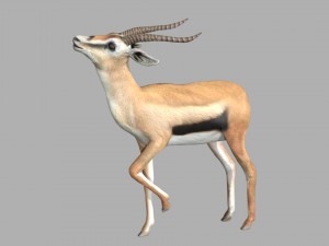 gazelle deer reindeer stag Model 3D