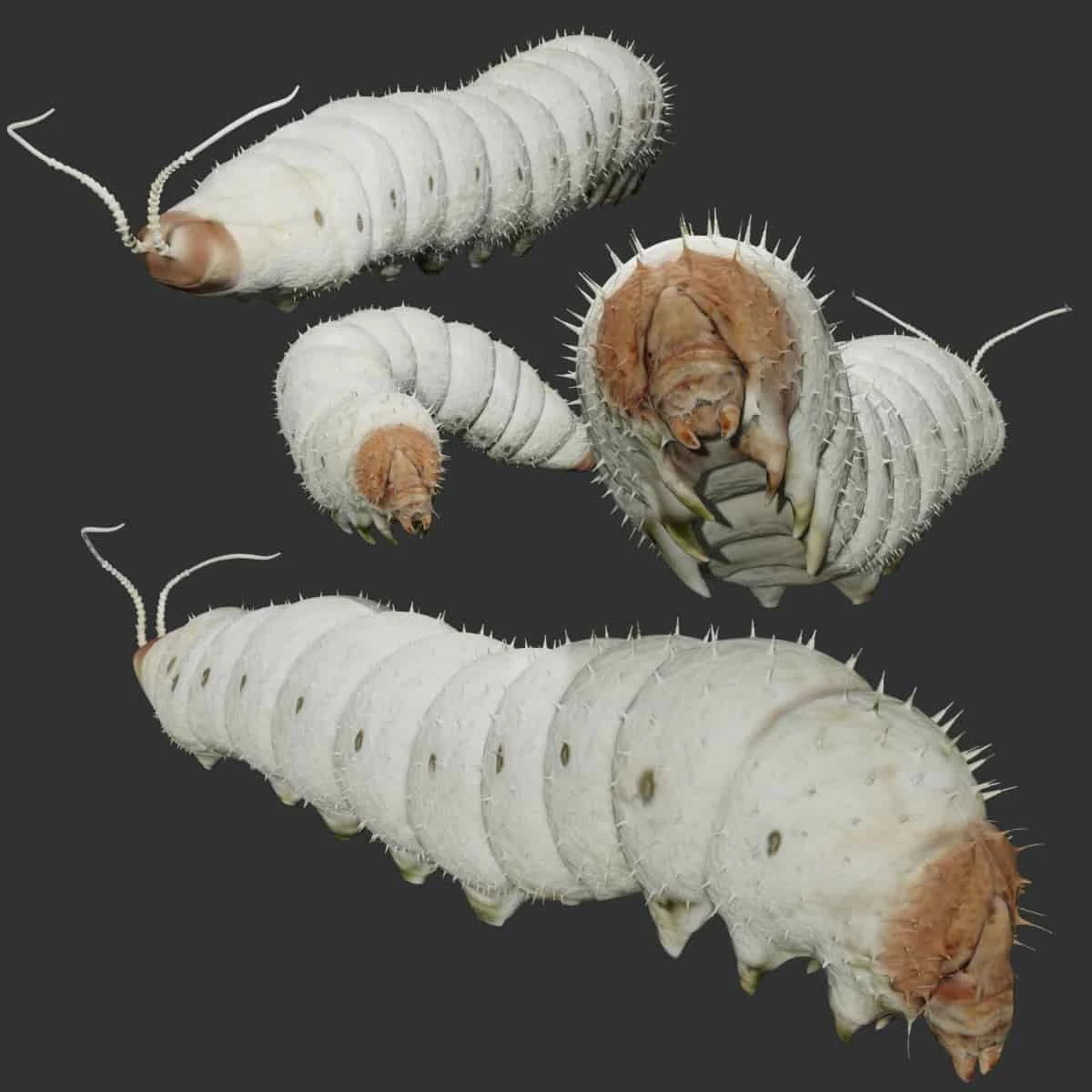 rigged silkworm silk worm caterpillar 3D Model .c4d .max .obj .3ds .fbx .stl .blend 