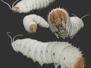 rigged silkworm silk worm caterpillar 3Dモデル