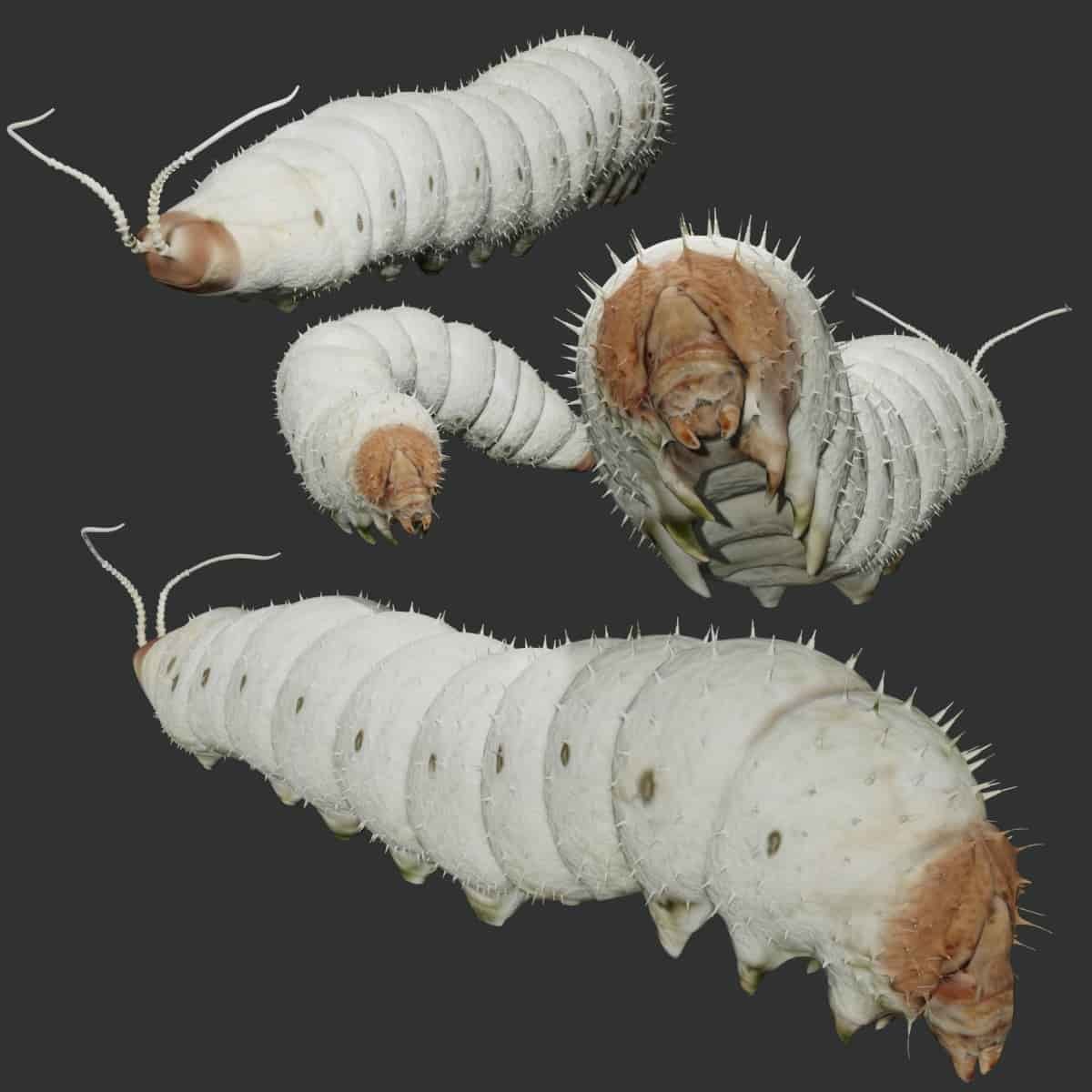 silkworm silk