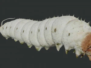 rigged silkworm silk worm caterpillar 3D Model