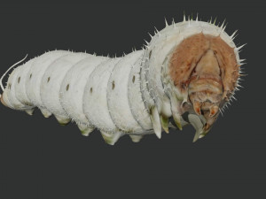 rigged silkworm silk worm caterpillar 3Dモデル