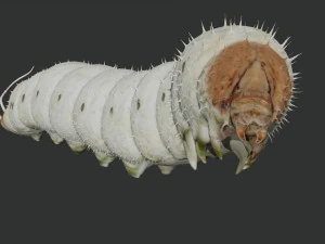 rigged silkworm silk worm caterpillar 3D Model