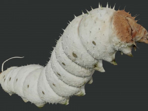 rigged silkworm silk worm caterpillar 3Dモデル
