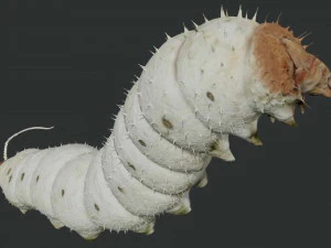 rigged silkworm silk worm caterpillar 3D Model