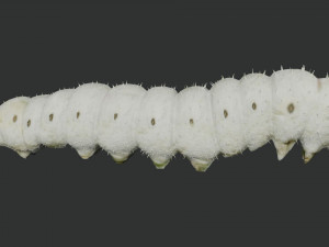 rigged silkworm silk worm caterpillar 3Dモデル