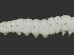 rigged silkworm silk worm caterpillar 3D Model