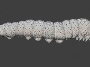 rigged silkworm silk worm caterpillar 3D Model