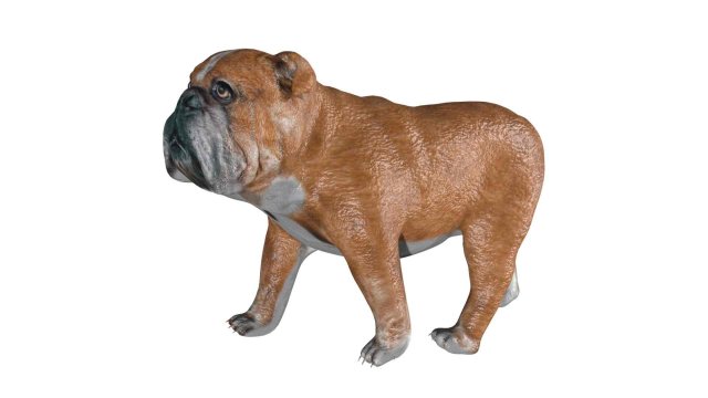 rigged bulldog bull dog 3D Model .c4d .max .obj .3ds .fbx .stl .blend 