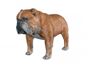 rigged bulldog bull dog 3D Model