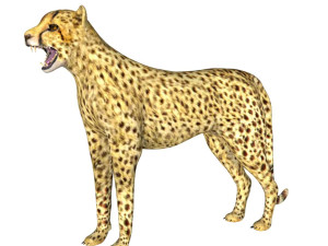 rigged cheetah 3D Model