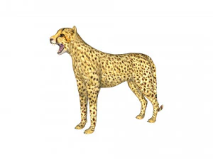 rigged cheetah 3D Model