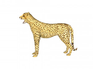 rigged cheetah 3D Модель