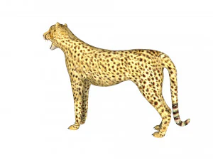 rigged cheetah 3D Model